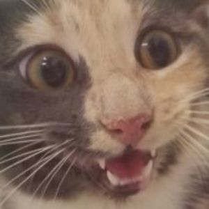 Meet your Posher, Marie